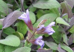 Salvia officinalis Purpurascens / Bordó levelű orvosi zsálya